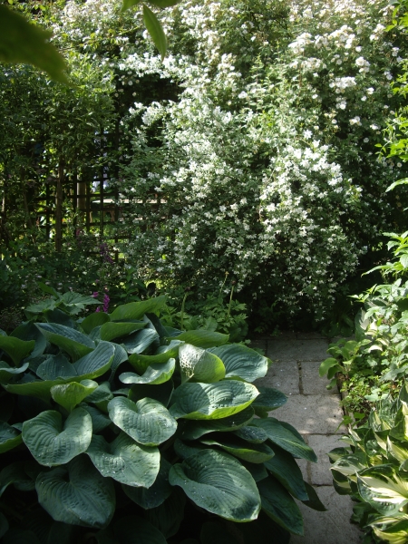 Yorke House & White Rose Cottage